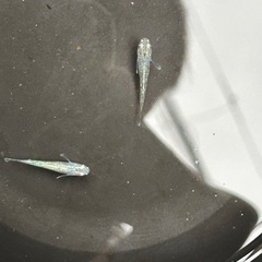 メダカ 墨武 (ボブ) 稚魚~若魚 10匹の画像