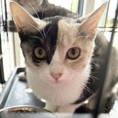 🤎パステル三毛のアクアちゃん🤎