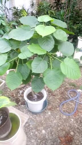 観葉植物、市場ではありえない安値で