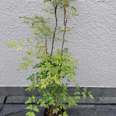 南天の鉢植え