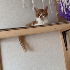 茶白の男の子
