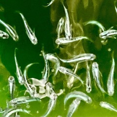 10月5日6日　めだか掬い300円
の画像