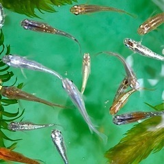 10月5日6日　めだか掬い300円
の画像