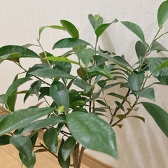 ガジュマル　ねじれ木🌲観葉植物　sold outの画像