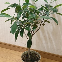 ガジュマル　ねじれ木🌲観葉植物　sold out