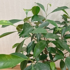 ガジュマル　ねじれ木🌲観葉植物　sold outの画像