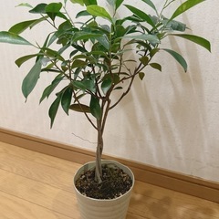 ガジュマル　ねじれ木🌲観葉植物　sold outの画像