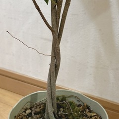 ガジュマル　ねじれ木🌲観葉植物　sold outの画像