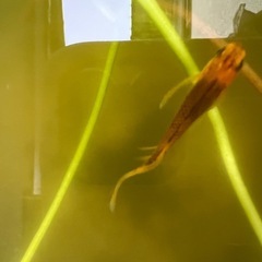 ヒレ長メダカ10匹➕αの画像