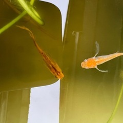 ヒレ長メダカ10匹➕αの画像