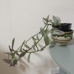(決まりました)植物器付き