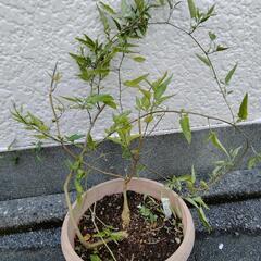 ヤマホロシの鉢植え