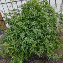 ルリマツリの鉢植え