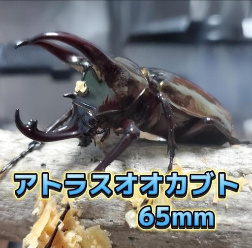 アトラスオオカブト　65mm　オス　外国産カブトムシ　昆虫