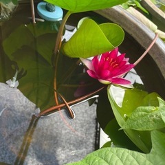 ミックスメダカ　No.65の画像