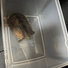 クサガメ