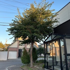 伸びすぎた植木、切ります！