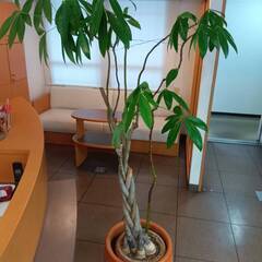 観葉植物　パキラ