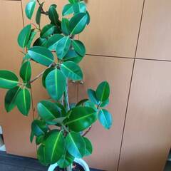 観葉植物　フィカス