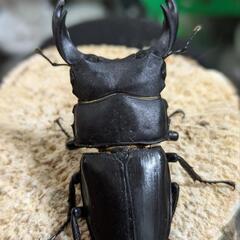 (山梨)昆虫LINEグループ