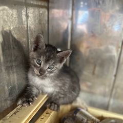 グレーの子猫の里親募集