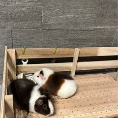 モルモット　2匹一緒に飼ってくださる方