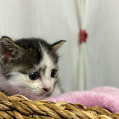 急募‼︎  子猫助けて下さい！