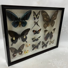 希少蝶の標本採取72/81/82年熱帯のアオメガネアゲハ等現状品42x33cmの画像