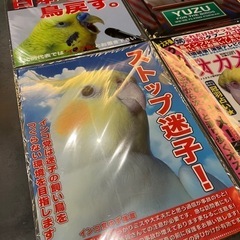 オカメインコクリアファイル新品の画像