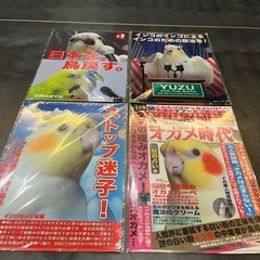 オカメインコクリアファイル新品