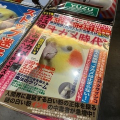 オカメインコクリアファイル新品の画像