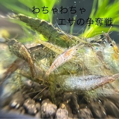 10/4投稿 ミナミヌマエビ100匹⑦
