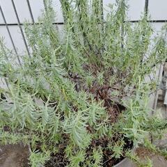 フレンチラベンダーの鉢植え