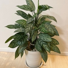 【決まりました】観葉植物