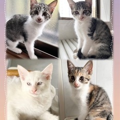 愛情たっぷり💕で育った子猫4兄妹🐱生後2ヶ月