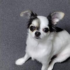 犬友募集