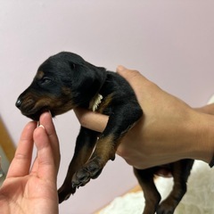 ドーベルマン - 犬