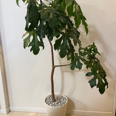 【決まりました】観葉植物