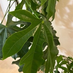 【決まりました】観葉植物の画像