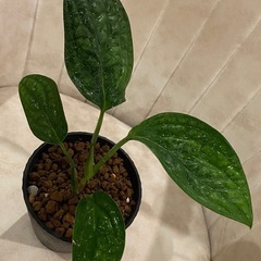 抜き苗　ﾓﾝｽﾃﾗ ｼﾞｪｲﾄﾞｼｬﾄﾙｺｯｸ 観葉植物