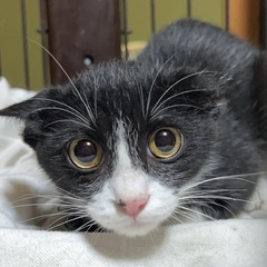 ぴょん吉　地域猫里親さん募集 - 猫