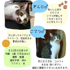 新しい家族探しています