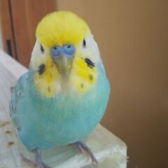 インコ飼ってる人🐦️メン募