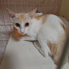 🐱去勢手術済み🐱約1才の白茶の男の子 - 横浜市
