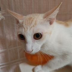 🐱去勢手術済み🐱約1才の白茶の男の子 − 神奈川県