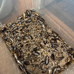 早い者勝ち！デュピアたくさん！！※説明文を呼んでください！の画像