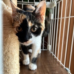 三毛猫　約6か月　里親さん募集