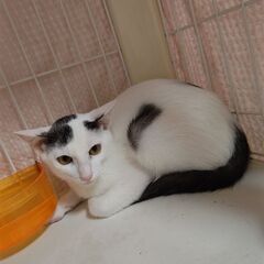 🐱去勢手術済み🐱約1才の白黒の男の子 − 神奈川県