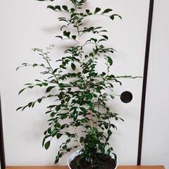 【お取引中】観葉植物2　ゲッキツ（シルクジャスミン）　110センチの画像