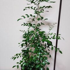 【お取引中】観葉植物2　ゲッキツ（シルクジャスミン）　110センチの画像